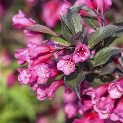 C 3 30- 40 - Weigelie 'Victoria' - Weigela florida 'Victoria' - Collection