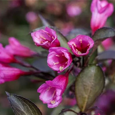 C 3 30- 40 - Rosa Weigelie 'Alexandra' - Weigela florida 'Alexandra' -S- - Collection