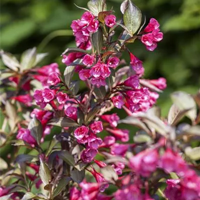 C 3 40- 60 - Weigelie in Sorten - Weigela Hybr. i.S. - Collection