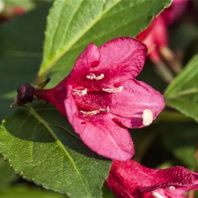 C 3 30- 40 - Niedrige Weigelie - Weigela 'Minuet' - Collection