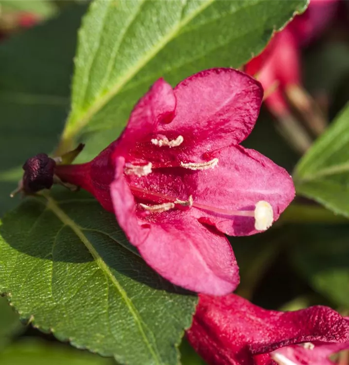 Niedrige Weigelie - Weigela 'Minuet' - Collection