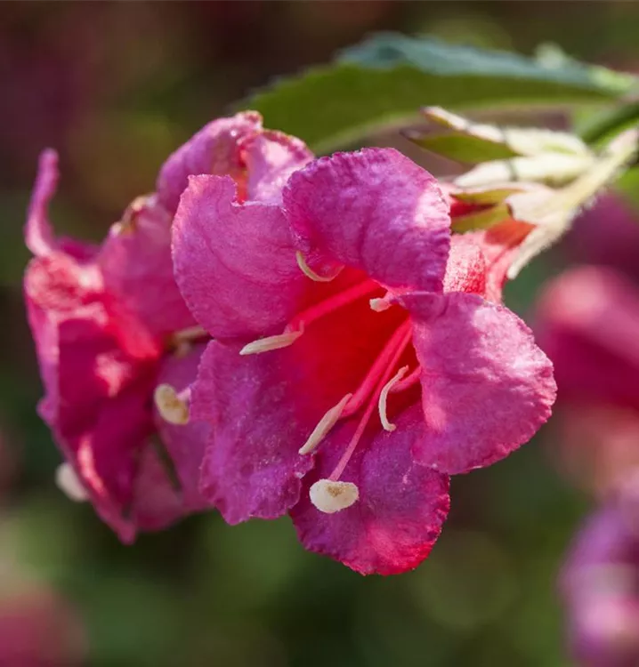 Weigelie 'Newport Red' - Weigela 'Newport Red' - Collection