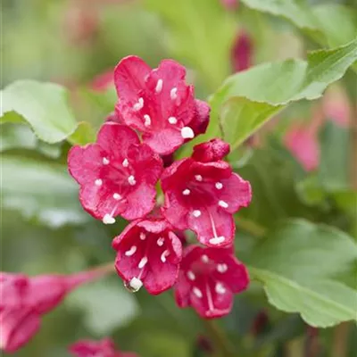 Sol 3xv mB 100- 125 - Weigelie 'Red Prince' - Weigela 'Red Prince' - Collection