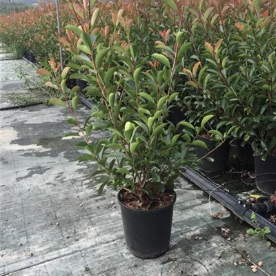 C10/ 80- 100 - Glanzmispel 'Red Robin' - Photinia fraseri 'Red Robin' - Collection