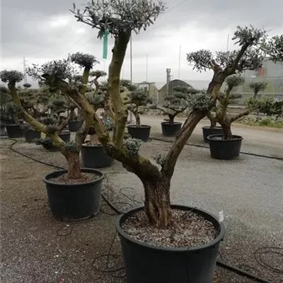 Bonsai-Form 150+, 2350 - Olive - Olea - Collection