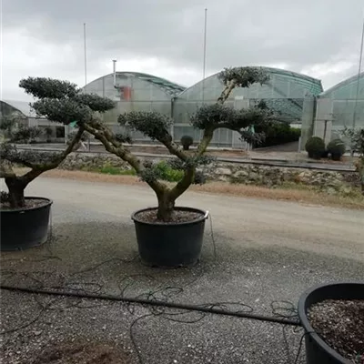 Bonsai-Form 150+, 2350 - Olive - Olea - Collection