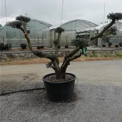 Bonsai-Form 150+, 2350 - Olive - Olea - Collection