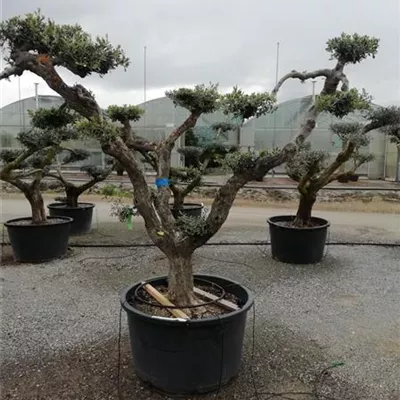 Bonsai-Form 150+, 2350 - Olive - Olea - Collection