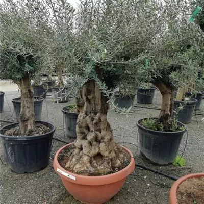 Charakterform 150-200, 1350 - Olive - Olea - Collection