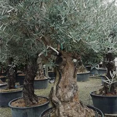 Charakterform 200+, 2350 - Olive - Olea - Collection