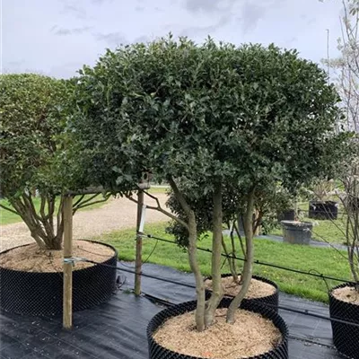 Schirmform 200-225 - Alaska-Stechpalme - Ilex aquif.'Alaska' - Collection