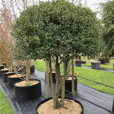 Schirmform 200-225 Nr. HP23-183 1785 - Alaska-Stechpalme - Ilex aquif.'Alaska' - Collection