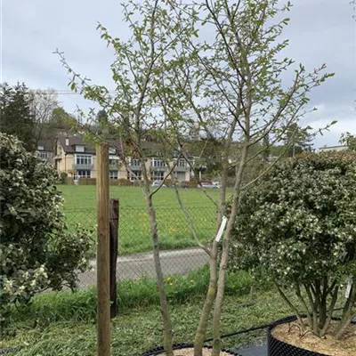 Schirmform 300-350 - Eisenbaum - Parrotia persica - Collection