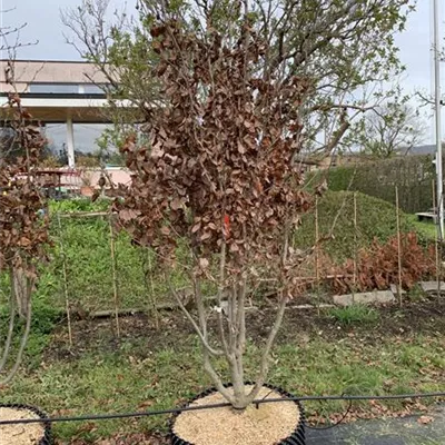 Schirmform 225-250 Nr. HP23-102 1650 - Eisenbaum - Parrotia persica - Collection