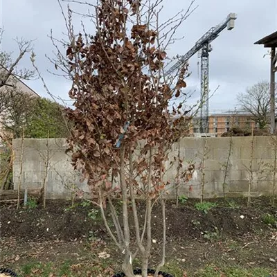 Schirmform 225-250 Nr. HP23-107 1650 - Eisenbaum - Parrotia persica - Collection