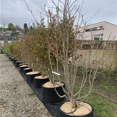 Schirmform 225-250 Nr. HP23-109 1650 - Eisenbaum - Parrotia persica - Collection