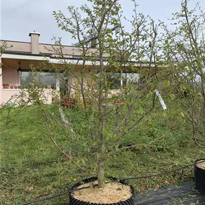 Solitär 275-300 Nr. HP23-94 970 - Eisenbaum 'Vanessa' - Parrotia persica 'Vanessa' - Collection