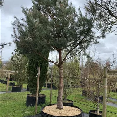 Charakterform Nr. HP22-81B 3600 - Kiefer - Pinus sylvestris - Collection