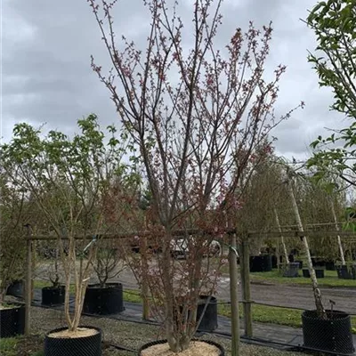 Solitär 400-450 Nr. HP23-34 1200 - Japan.Nelkenkirsche 'Kanzan' - Prunus serrulata 'Kanzan' - Collection