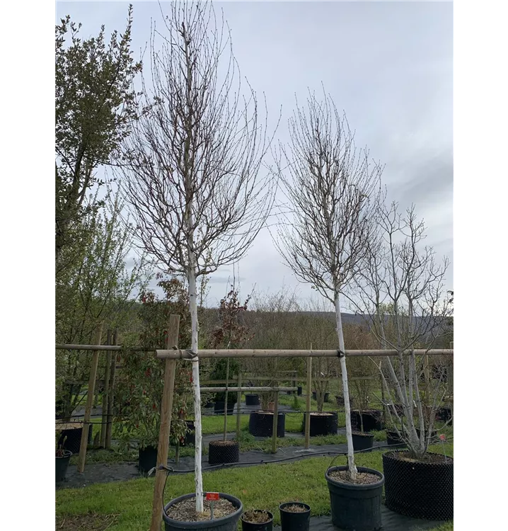 Himalayabirke 'Doorenbos' - Betula utilis 'Doorenbos' - Collection