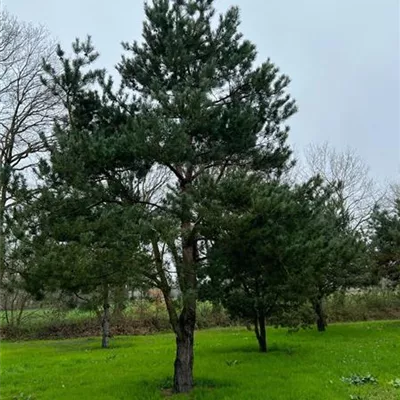 Charakterbaum H 6xv mDb 300-400 x 500-700 70- 80 HP 21000 - Kiefer - Pinus sylvestris - Collection