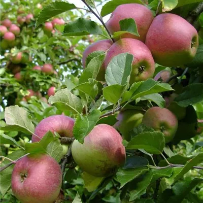 Pyramide wurzelnackt - Apfel 'Sauergrauech' - Malus (Apfel) 'Sauergrauech' rot