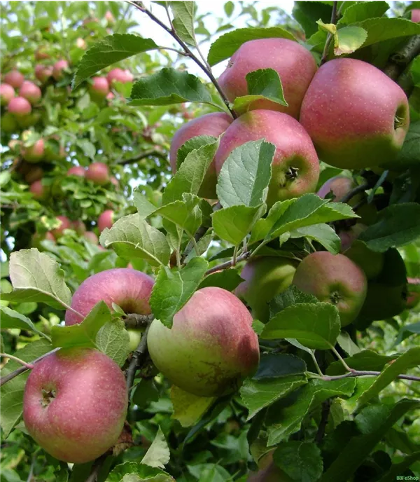 Malus (Apfel) 'Sauergrauech' rot