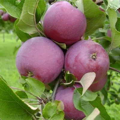 Pyramide wurzelnackt - Apfel 'Spartan' - Malus (Apfel) 'Spartan'