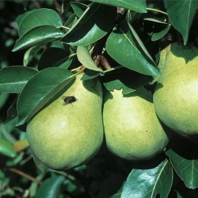 Pyramide wurzelnackt - Sommerbirne 'Williams Christ' - Pyrus (Birne) 'Williams Christbirne''