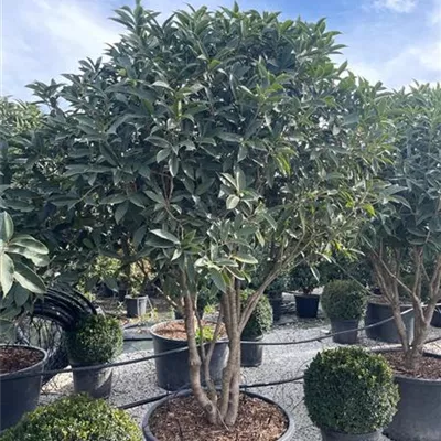 C230/ Schirmform 150-200 - Chinesische Duftblüte - Osmanthus armatus - Collection