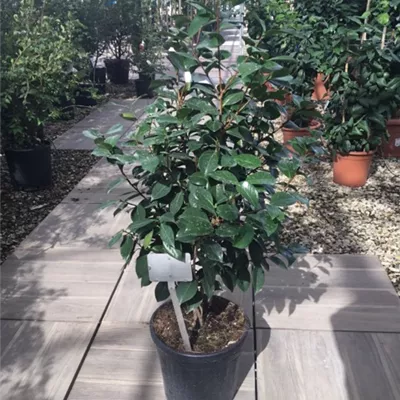 im Container 80 - 100 - Kamelie - Camellia japonica