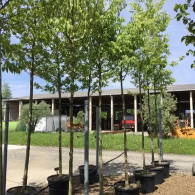 Hochstamm im Container Stammumfang 14 - 16cm - Südlicher Zürgelbaum - Celtis australis