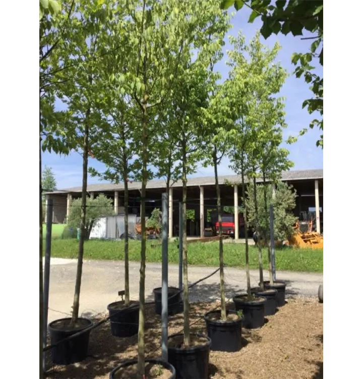 Südlicher Zürgelbaum - Celtis australis