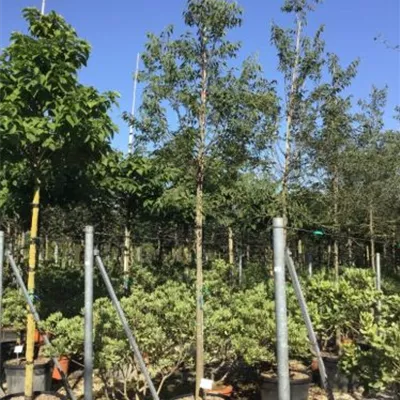 Hochstamm im Container Stammumfang 16 - 18cm - Südlicher Zürgelbaum - Celtis australis