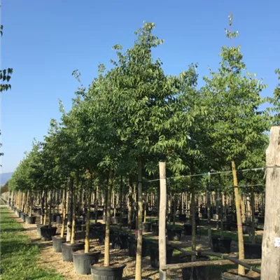 Hochstamm im Container Stammumfang 18 - 20cm - Südlicher Zürgelbaum - Celtis australis