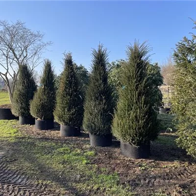 Sol 5xv mDb 100-150 x 200- 250 - Heimische Eibe - Taxus baccata - Collection