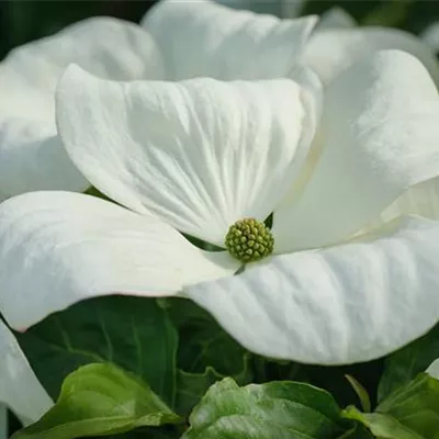 im Container 80-100 - Amerikanischer Blumen-Hartriegel 'Cloud Nine' - Cornus florida 'Cloud Nine'