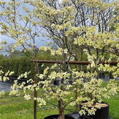 Solitär 275-300 HP 1700 - Amerikanischer Blumen-Hartriegel 'Cloud Nine' - Cornus florida 'Cloud Nine' - Collection