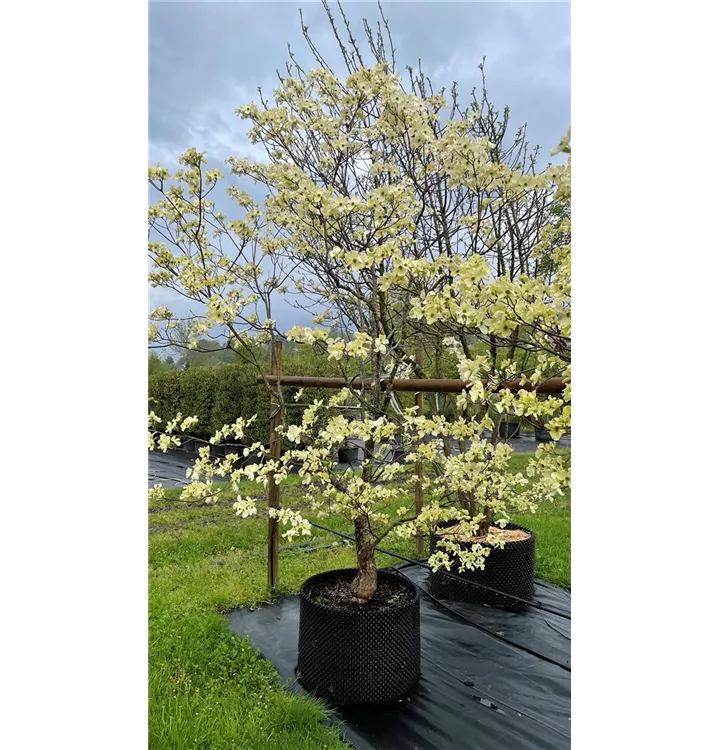 Amerikanischer Blumen-Hartriegel 'Cloud Nine' - Cornus florida 'Cloud Nine' - Collection