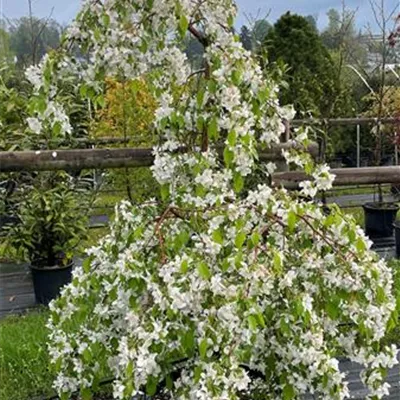 Solitär 200-250 HP 440 - Zierapfel 'Red Jade' - Malus 'Red Jade' - Collection