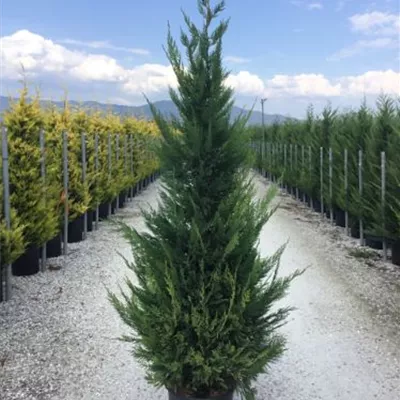 Topfgröße 25 Liter Höhe 200-225cm - Leylandzypresse Heckenpflanze - Cupressocyparis (x) leylandii Heckenpflanze