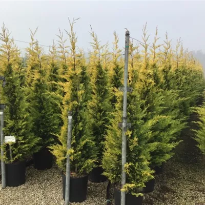 Topfgröße 15 Liter Höhe 125-150cm - Leyland-Zypresse 'Gold Rider' Heckenpflanze - Cupressocyparis leylandii 'Gold Rider' Heckenpflanze