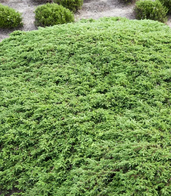 Juniperus communis 'Green Carpet'