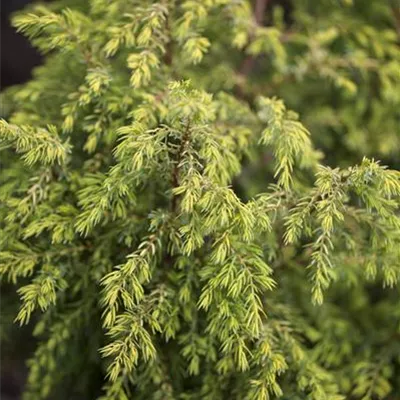 Container 60 - 70 - Gemeiner Wacholder - Juniperus communis 'Gold Cone'