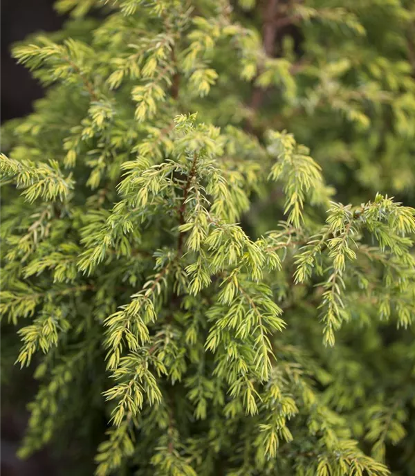 Juniperus communis 'Gold Cone'