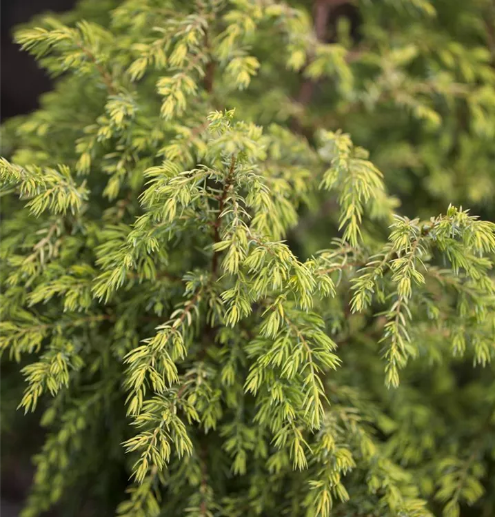 Gemeiner Wacholder - Juniperus communis 'Gold Cone'