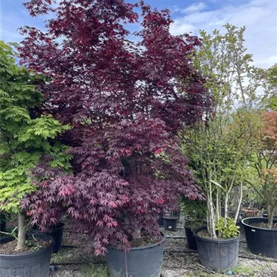 C/ 200- 250 x 350 - 400, - Fächerahorn 'Fireglow' - Acer palmatum 'Fireglow' - Collection