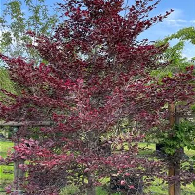 Solitär 300-350 1820 - Rotbuche 'Tricolor' - Fagus sylvatica 'Tricolor' - Collection