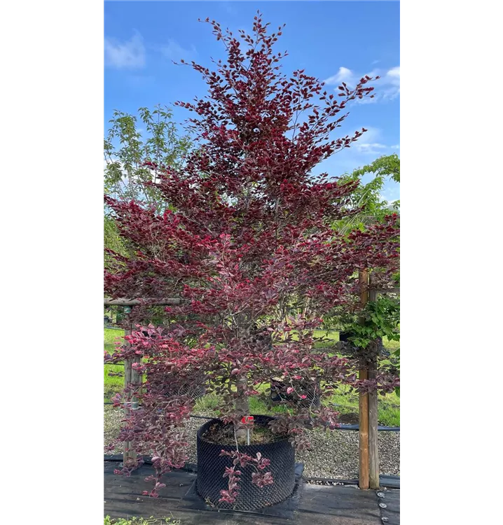 Rotbuche 'Tricolor' - Fagus sylvatica 'Tricolor' - Collection