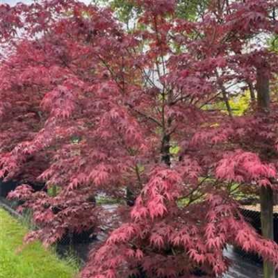 Solitär 225-250 HP22-98B 2300 - Fächerahorn 'Inazuma' - Acer palmatum 'Inazuma' - Collection